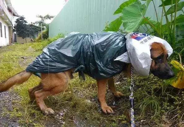 敢在暴雨天遛狗的主人……都是勇士