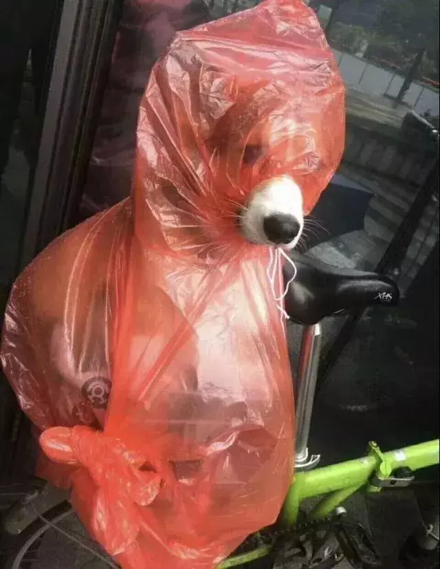 敢在暴雨天遛狗的主人……都是勇士