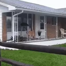 敢在暴雨天遛狗的主人……都是勇士
