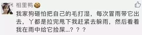 敢在暴雨天遛狗的主人……都是勇士
