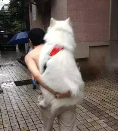 敢在暴雨天遛狗的主人……都是勇士