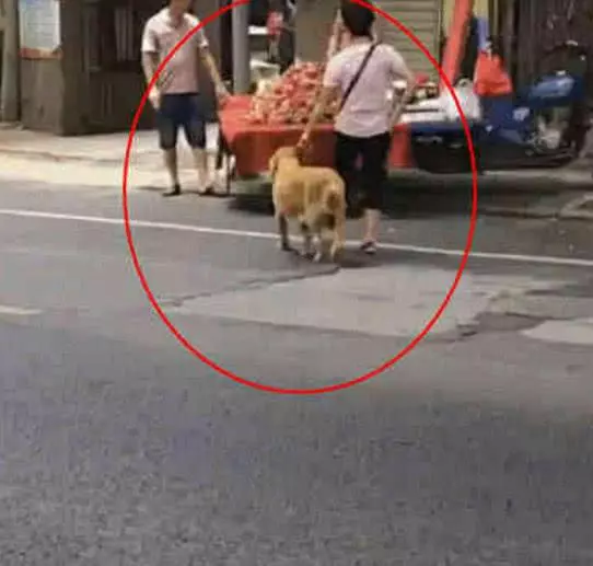偶遇阿姨牽金毛過街,好像覺得不太對勁