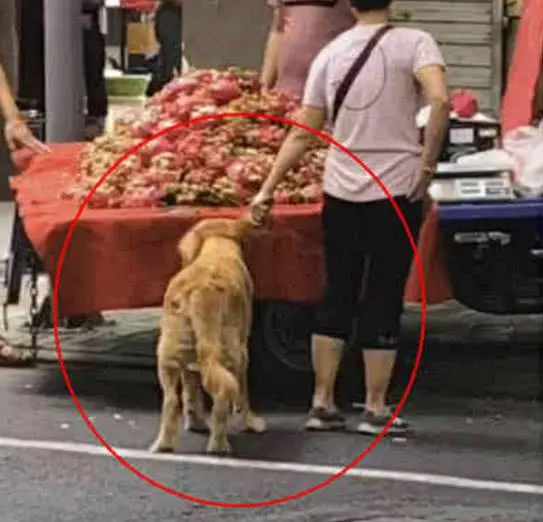 偶遇阿姨牽金毛過街,好像覺得不太對勁