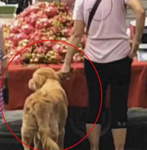 偶遇阿姨牽金毛過街,好像覺得不太對勁