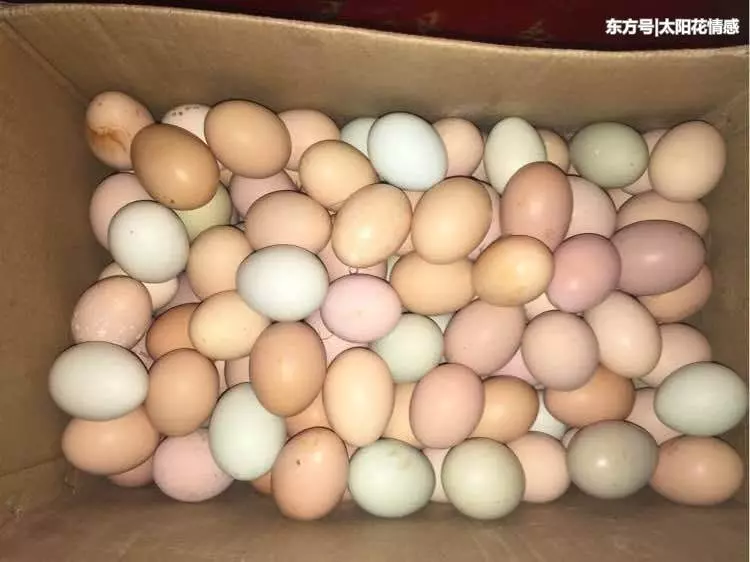 老婆生雙兒子,農村岳母送來一箱雞蛋,我生氣扔了,轉身後我愣了
