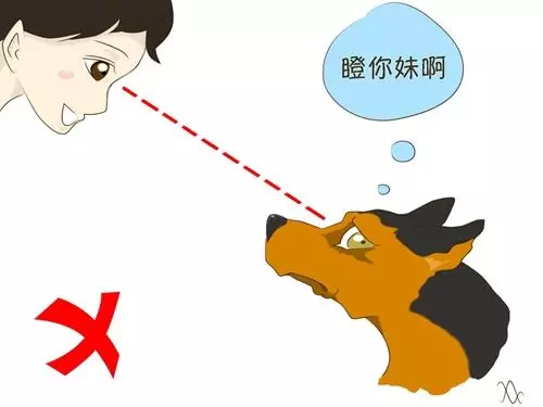 遇陌生狗狗,記住這5件事情不要做!第2條很多人都中招了...