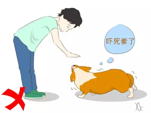 遇陌生狗狗,記住這5件事情不要做!第2條很多人都中招了...