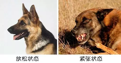 遇陌生狗狗,記住這5件事情不要做!第2條很多人都中招了...