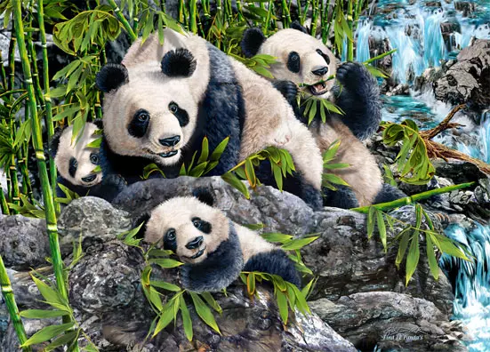 照片中你看到了幾隻熊貓?測你的潛力天性! - 好運加油贊