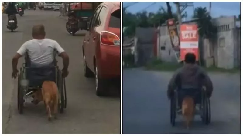 主人車禍半身不遂 忠犬不離棄「頭頂輪椅」幫推