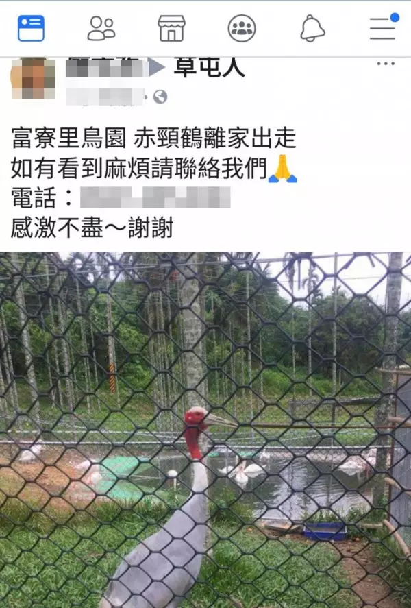 母鶴離家出走!玩2天半後 早出國主人一步回家「裝沒事」