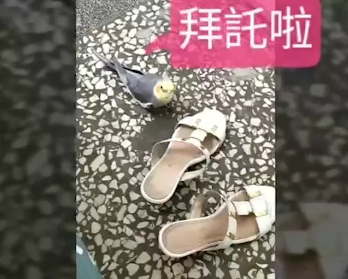 母鶴離家出走!玩2天半後 早出國主人一步回家「裝沒事」