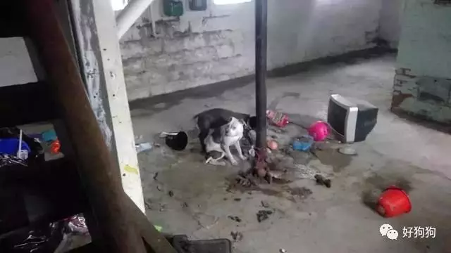 狗狗獲救後不能停止微笑