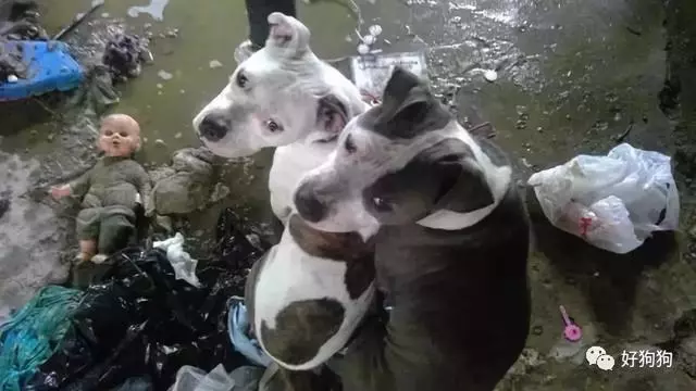 狗狗獲救後不能停止微笑