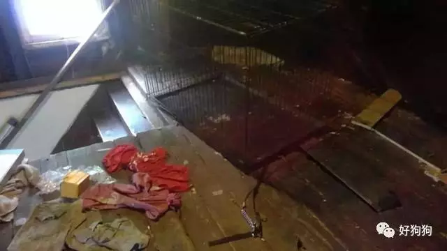 狗狗獲救後不能停止微笑