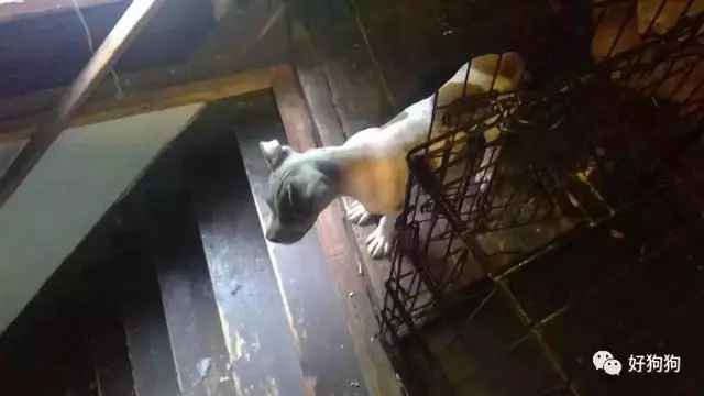 狗狗獲救後不能停止微笑