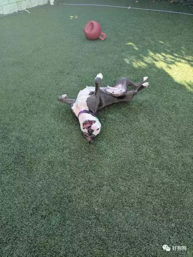 狗狗獲救後不能停止微笑