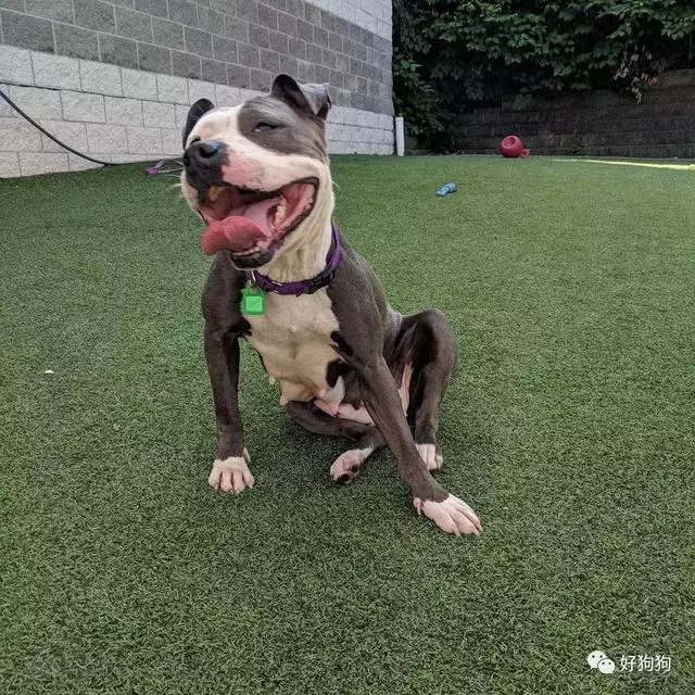 狗狗獲救後不能停止微笑