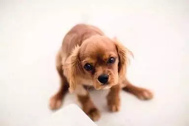 狗狗的哪些動作,不是撒嬌,是向你求救的信號,你知道嗎?以下為你解答.....