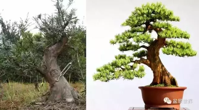 潮起潮落 生命永恆 羅漢松盆景《觀潮》18年的成型軌跡