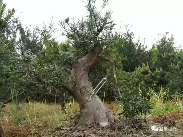 潮起潮落 生命永恆 羅漢松盆景《觀潮》18年的成型軌跡