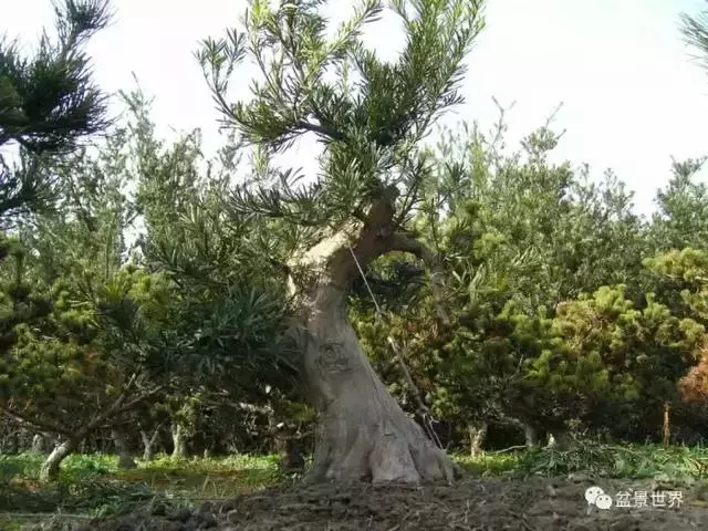 潮起潮落 生命永恆 羅漢松盆景《觀潮》18年的成型軌跡