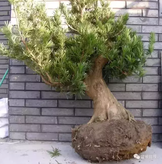 潮起潮落 生命永恆 羅漢松盆景《觀潮》18年的成型軌跡