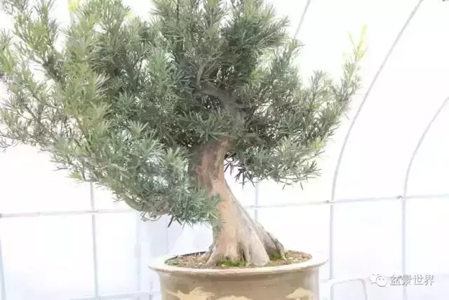 潮起潮落 生命永恆 羅漢松盆景《觀潮》18年的成型軌跡