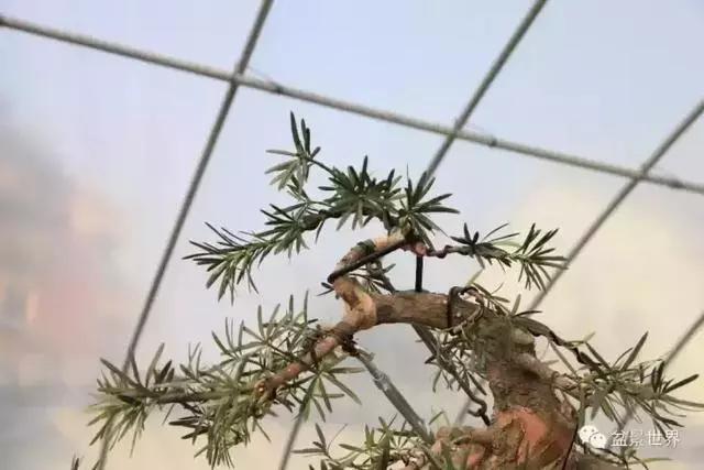 潮起潮落 生命永恆 羅漢松盆景《觀潮》18年的成型軌跡