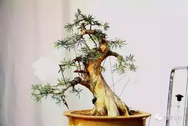 潮起潮落 生命永恆 羅漢松盆景《觀潮》18年的成型軌跡
