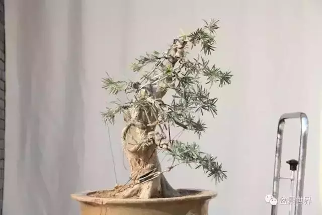 潮起潮落 生命永恆 羅漢松盆景《觀潮》18年的成型軌跡