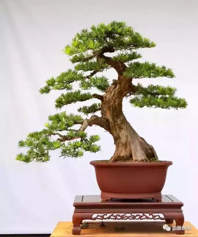 潮起潮落 生命永恆 羅漢松盆景《觀潮》18年的成型軌跡