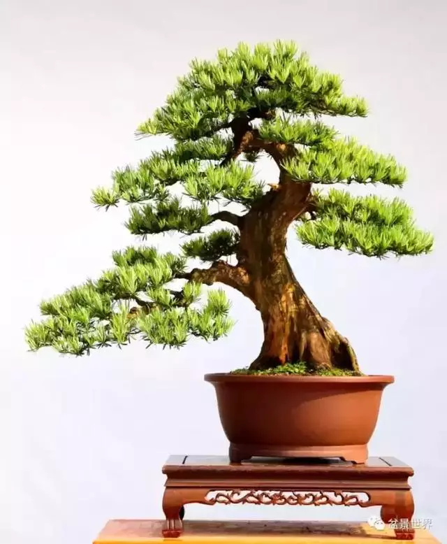 潮起潮落 生命永恆 羅漢松盆景《觀潮》18年的成型軌跡