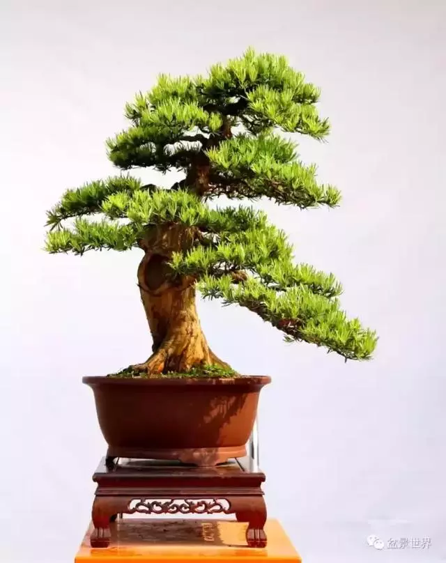 潮起潮落 生命永恆 羅漢松盆景《觀潮》18年的成型軌跡