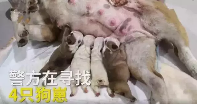 穿著名牌開著豪車的肥女人,偷完四隻小英牛後,回到主人家偷母狗