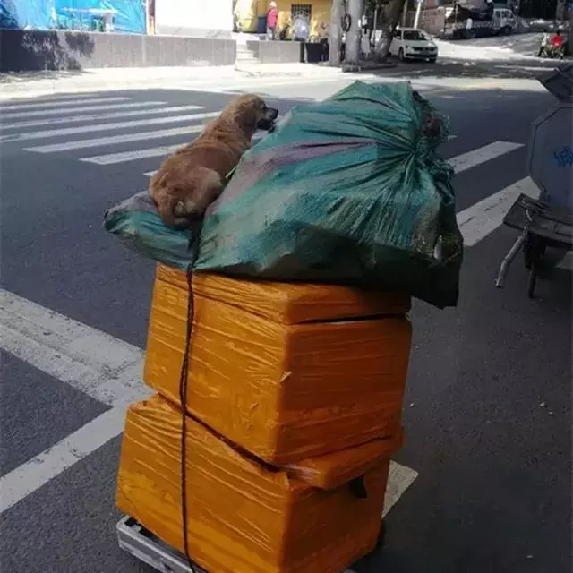 拾荒大爺撿到流浪狗,彼此間相依為命,坐小拖車上笑得很溫暖
