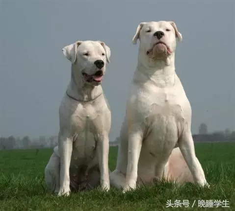 狗界中的「四瘋三傻」,你家「狗狗」上榜了嗎?