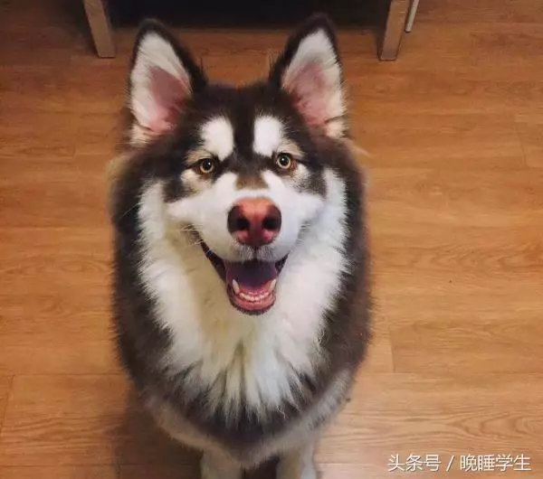 狗界中的「四瘋三傻」,你家「狗狗」上榜了嗎?