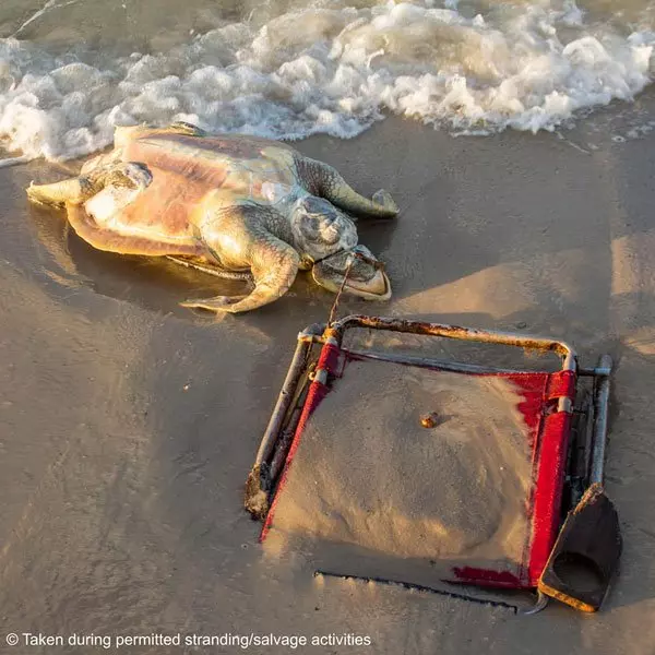 人類留下沙灘椅 纏死海龜