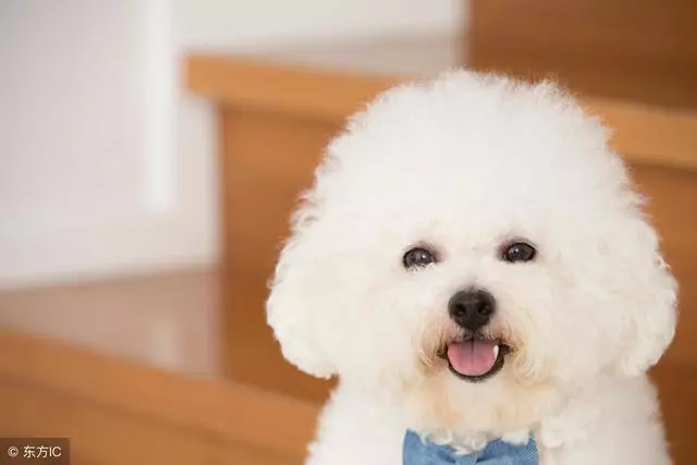 女生適合養什麼狗?比熊犬了解一下