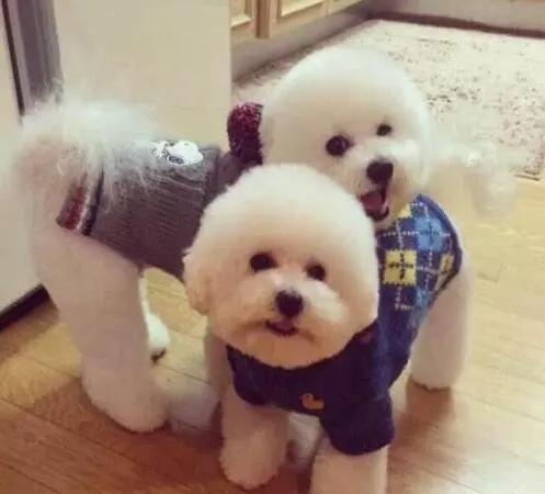 女生適合養什麼狗?比熊犬了解一下