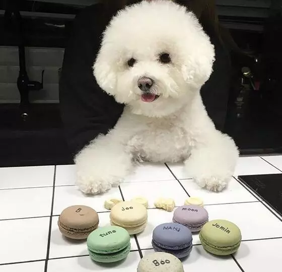 女生適合養什麼狗?比熊犬了解一下