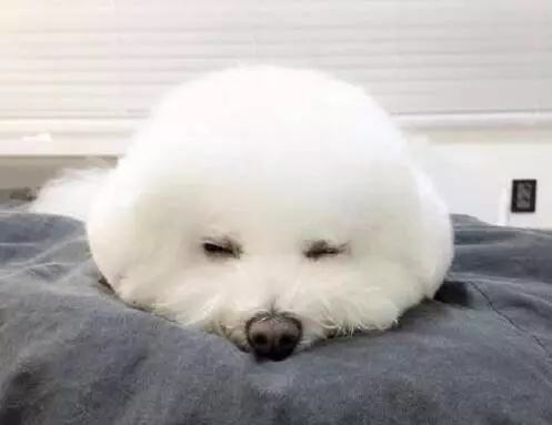 女生適合養什麼狗?比熊犬了解一下