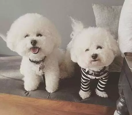 女生適合養什麼狗?比熊犬了解一下