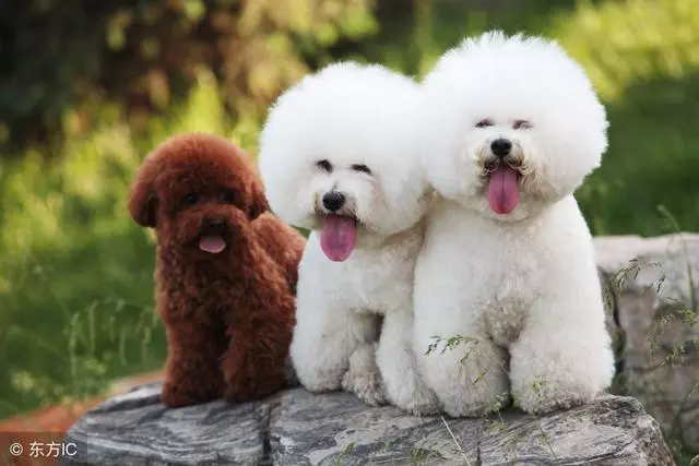 女生適合養什麼狗?比熊犬了解一下