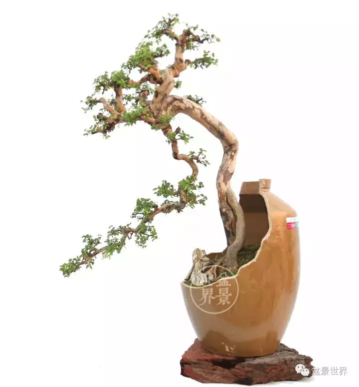 殘缺,有時比圓滿更令人震撼