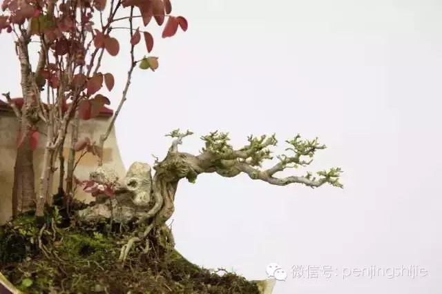 殘缺,有時比圓滿更令人震撼