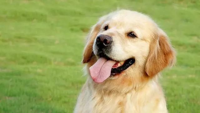 狗狗愛舔人,其實是要告訴你這些事