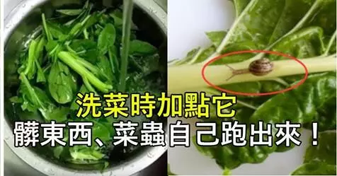 洗菜時加點它,髒東西、菜蟲自己跑出來!以前都白洗了!快學習吧!