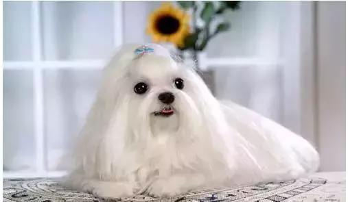 狗狗智商排行榜,你家狗狗排第幾
